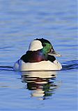 Bufflehead